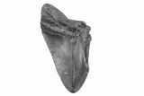 Partial Fossil Megalodon Tooth - South Carolina #362572-1